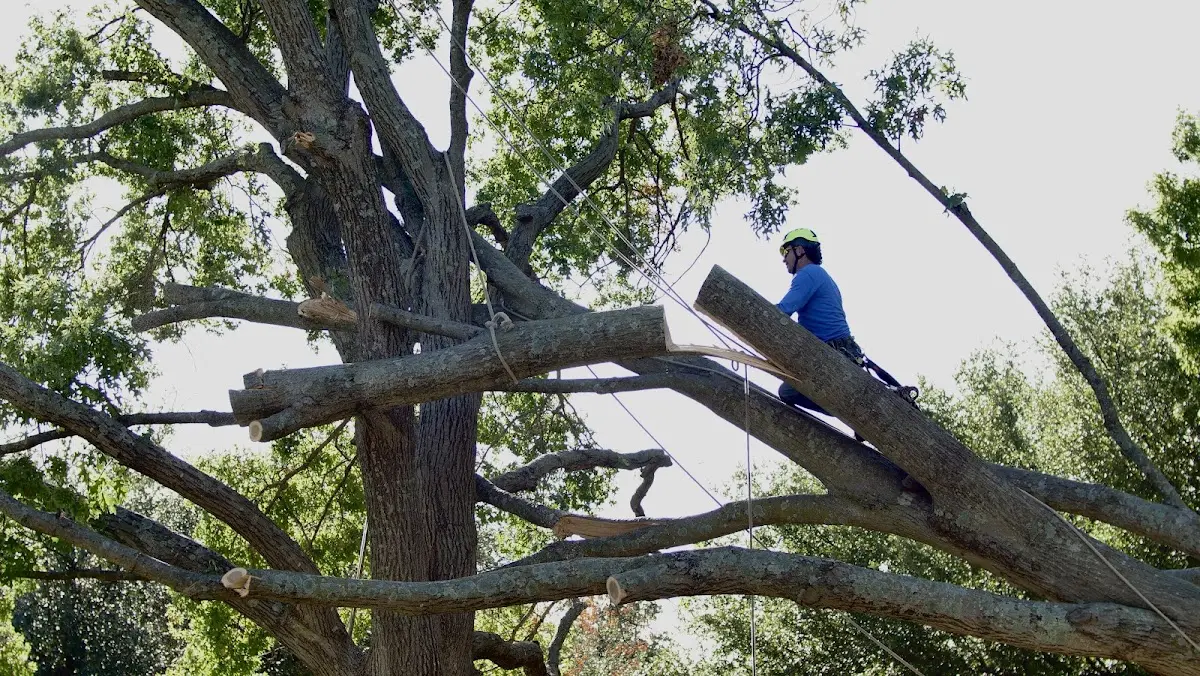 Professional Crown Thinning performed by certified arborists in Iona