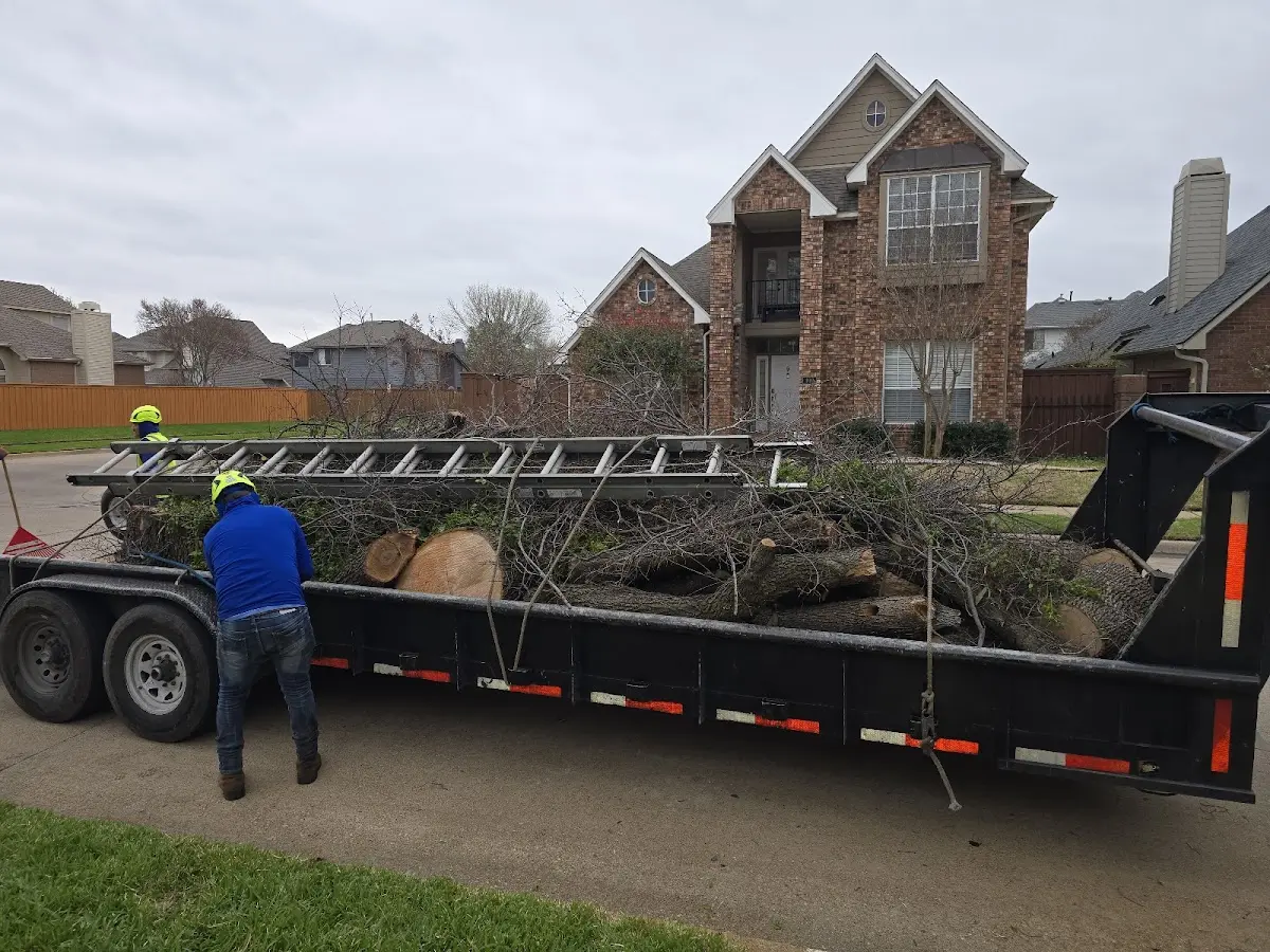 Expert Tree Removal with proper safety equipment in Iona